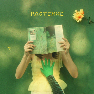 Растение