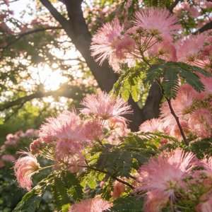 一树花开·合欢