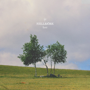 fjällbjörk