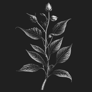 Белладонна