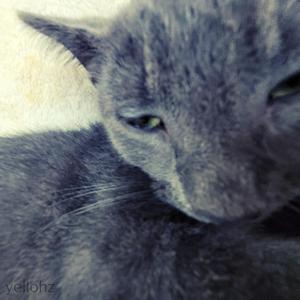 retro hairball