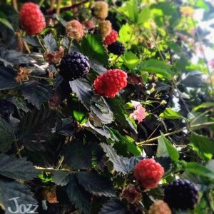 Frambuesas (Acoustic Version)