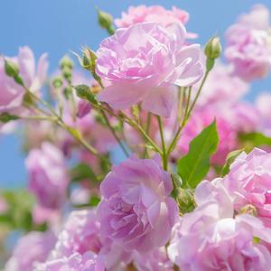 春泥（御姐音）