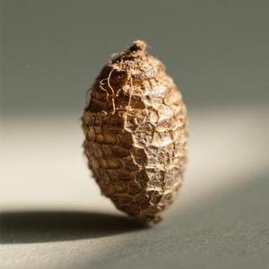 老茧 (Cover 简弘亦)