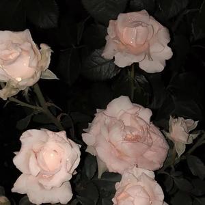 轻吟于风（PROD BY GOAT MUSIC）