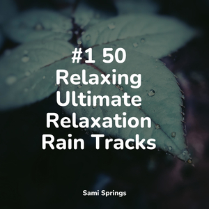 Forest, Night, Frogs