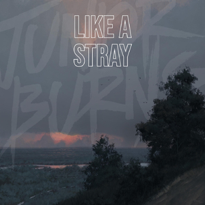 Like a Stray