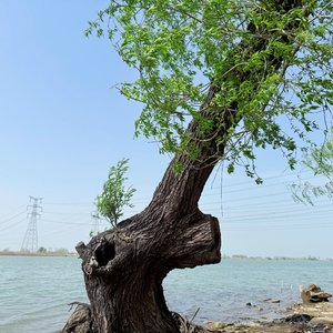 落叶归还