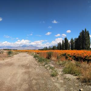 我的心交给了你