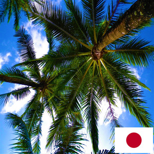 ヤシの木の風の音