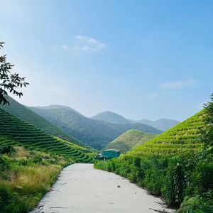 想要房子车子和票子