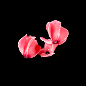 Nuevo Polen-Chusi (Remix)