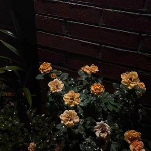 夜雨人间