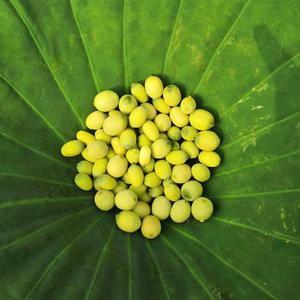 马步谣-锦帆天涯-1290061585-饭饭丶20190912213750