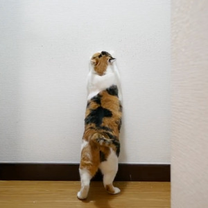 猫と暮らしたら諦めないといけないこと3選
