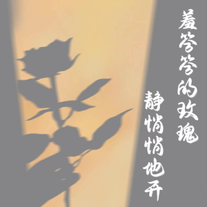 羞答答的玫瑰静悄悄的开