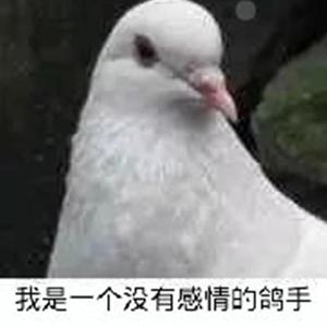 鸽子（翻自 洛天依）