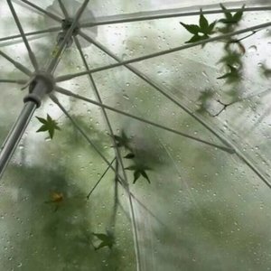 第三种花期 (我不是谁的花期)