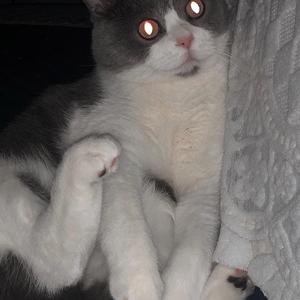 五险一金（翻自 鬼卞）