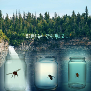 유리병 속에 갇힌 똥파리