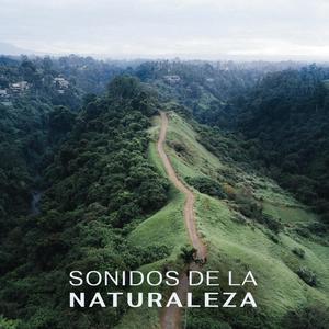 Sonidos naturales – Caminando por los arboles