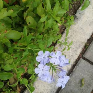 冲（见面的渴望）