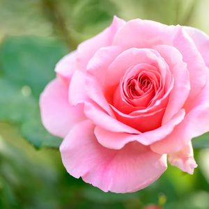 静谧花之心（放松纯音乐）