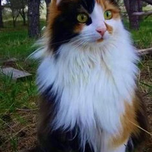 i knew you were trouble