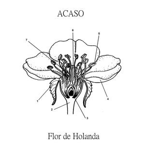 Flor de Holanda