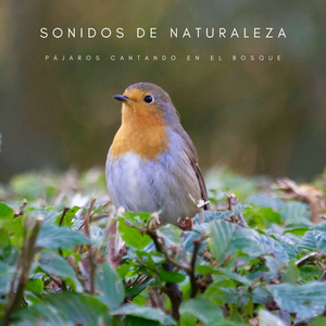 Paraíso De La Mente