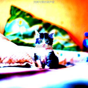 抚慰的压力大的猫回忆