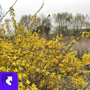 相依相守 (现场)