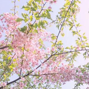 至此流年各天涯