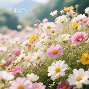 百花香 (Cover 魏新雨)