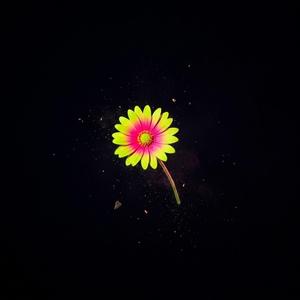 Flowers in My Hair (Feeling Brand New)