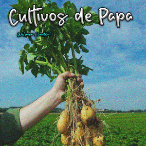 Cultivos de Papa