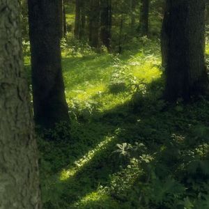 叶隙间散落的阳光&Guiter