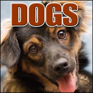 Animal, Dog - Large Dog Barking with Light Snarling Dogs, Greatest Sound Effects