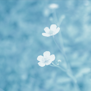 森林自然舒缓轻音乐