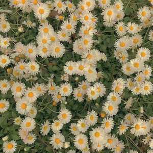 酒精女孩Alcohol Girl