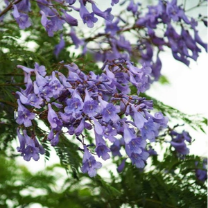 t h e s c i e n t i s t.