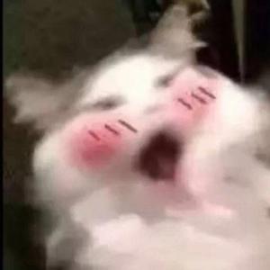 形容（翻自 沈以诚）