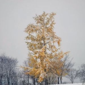 踏雪