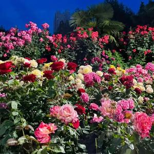 先说爱的人为什么先离开 田园