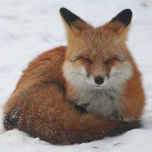 Foxxx