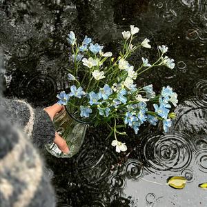 我用真心爱过你