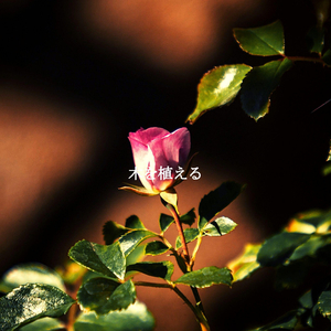 Inspiring Ambiance for Calming Perspectives