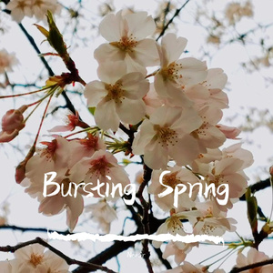 Bursting Spring