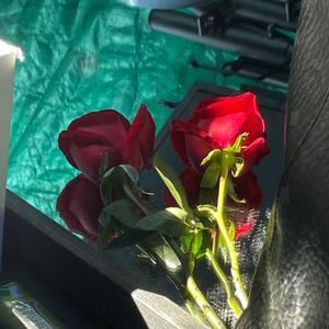 随便你带谁去看雪