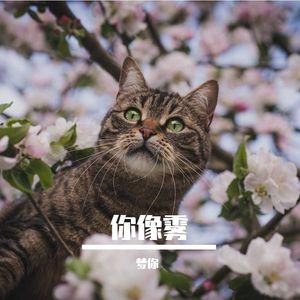 你像雾让我迷路